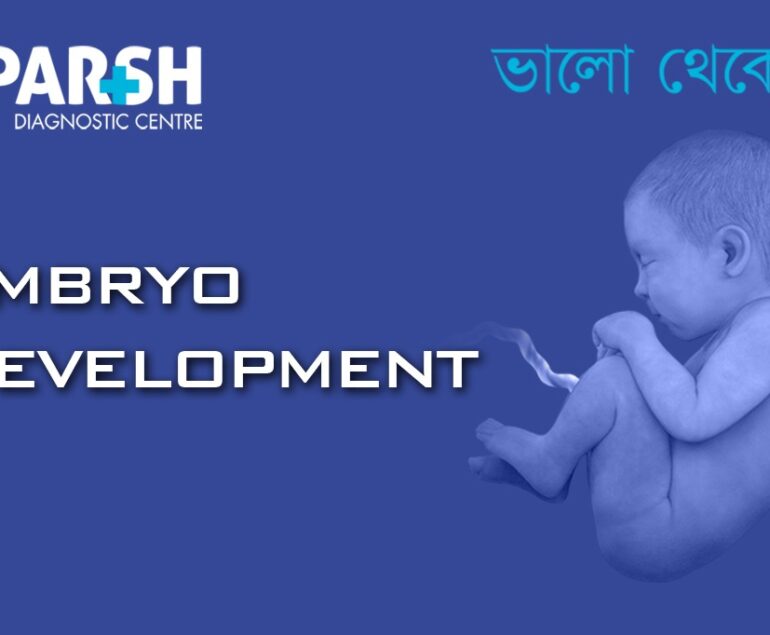 Stages of Embryo Development