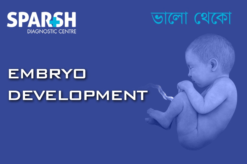 Stages of Embryo Development