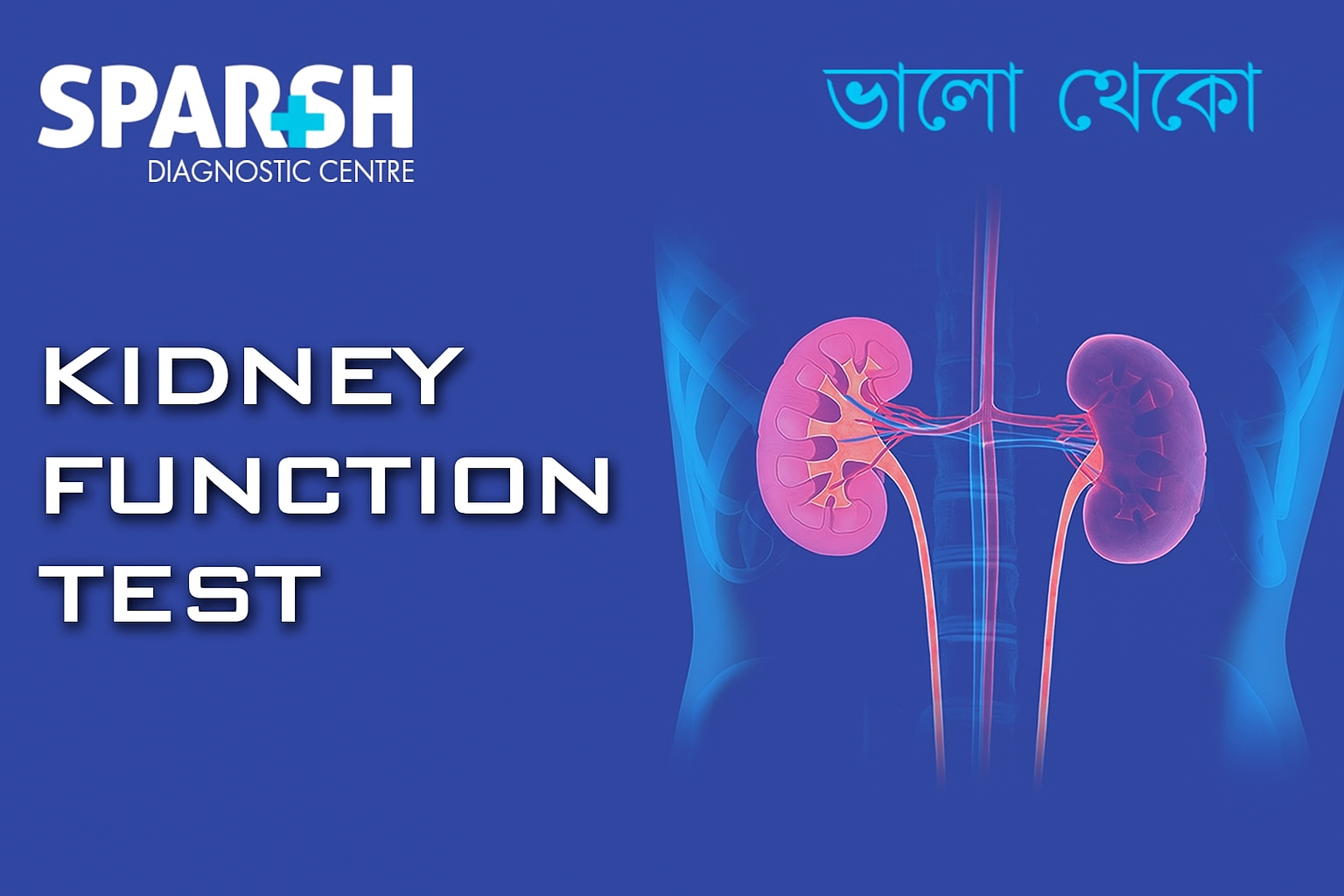 Kidney Function Test