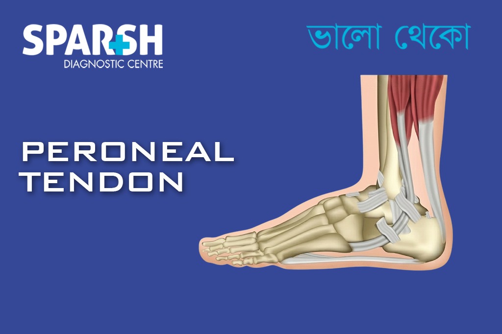 Peroneal Tendon