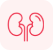 Kidney